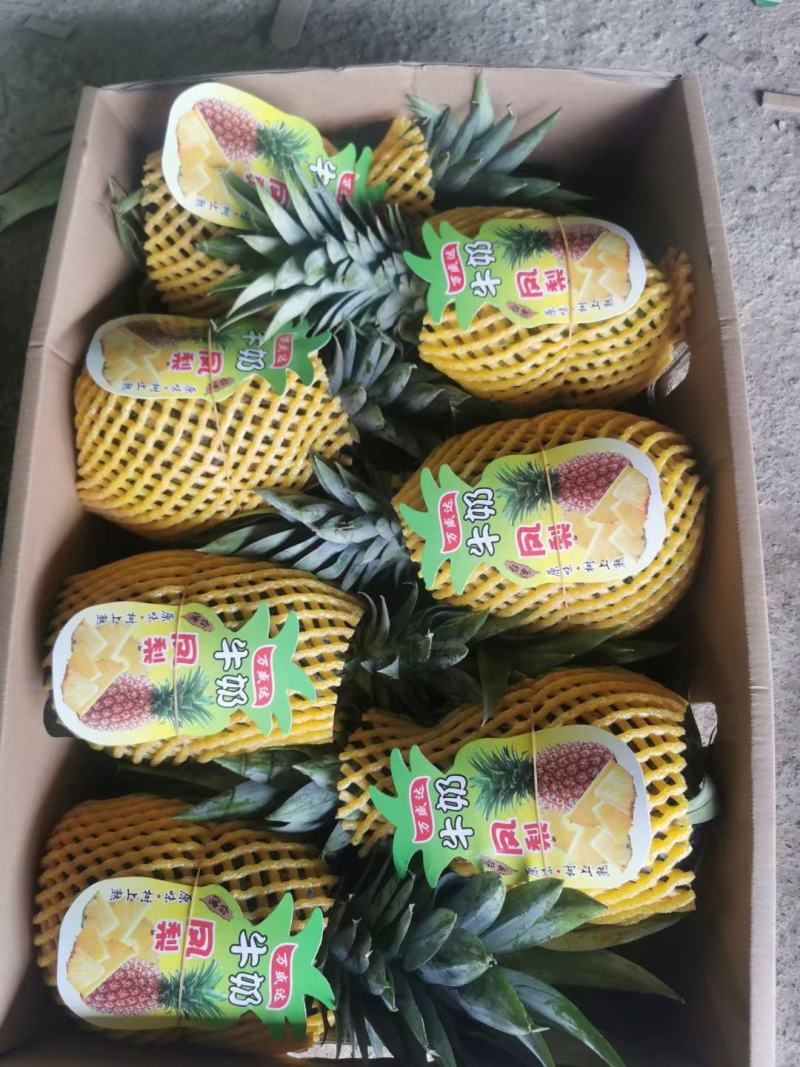 精品凤梨菠萝，保质保量，量大优先。金钻17号