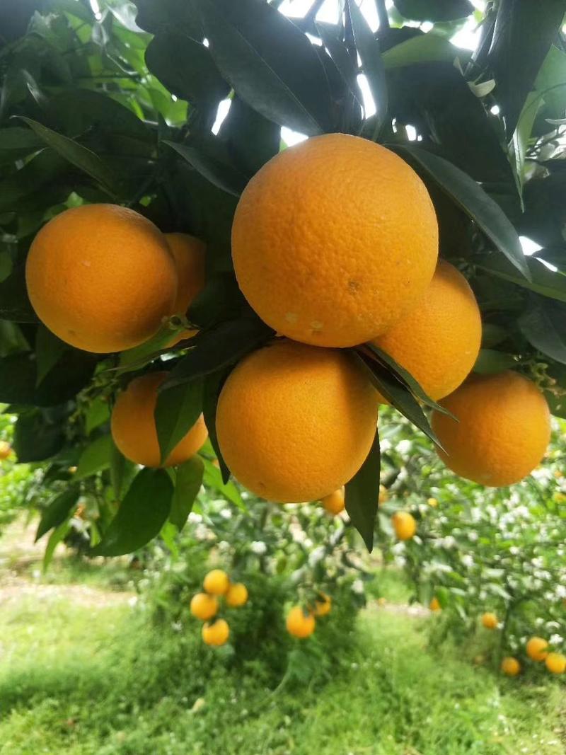 【秭归脐橙】纽荷尔橙子长虹脐橙产地一手货源批发