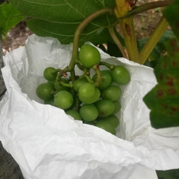 葡萄