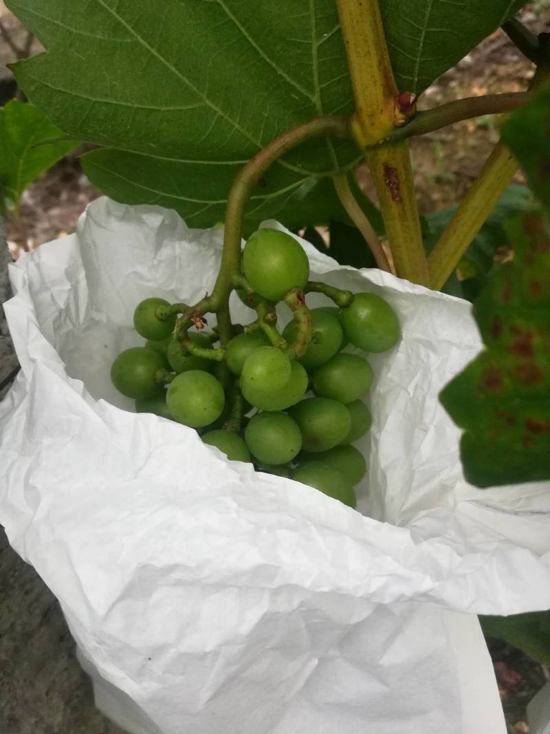 葡萄