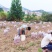福建漳州漳浦蜜薯（婴歌红）（莺歌红薯）上市了