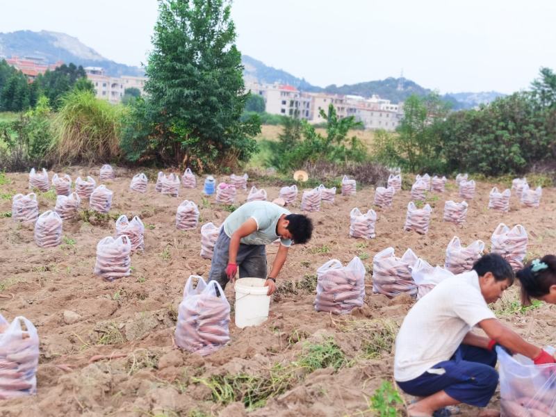 福建漳州漳浦蜜薯（婴歌红）（莺歌红薯）上市了