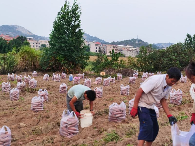 福建漳州漳浦蜜薯（婴歌红）（莺歌红薯）上市了