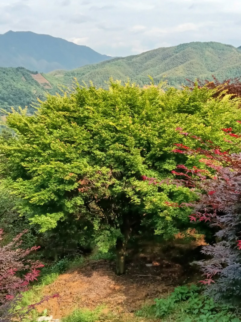 红舞姬日本红枫红舞姬丛生盆景树独杆树1/10/20公分