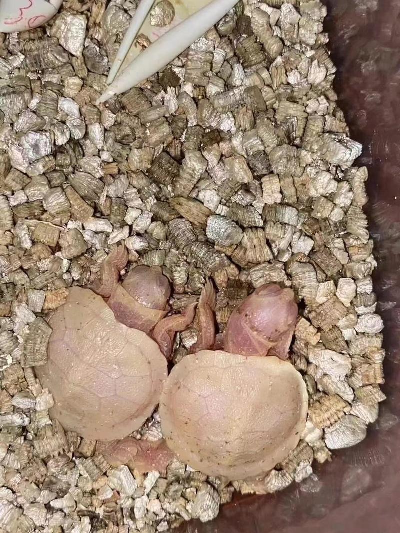 乌龟苗巴西龟苗白化巴西龟苗