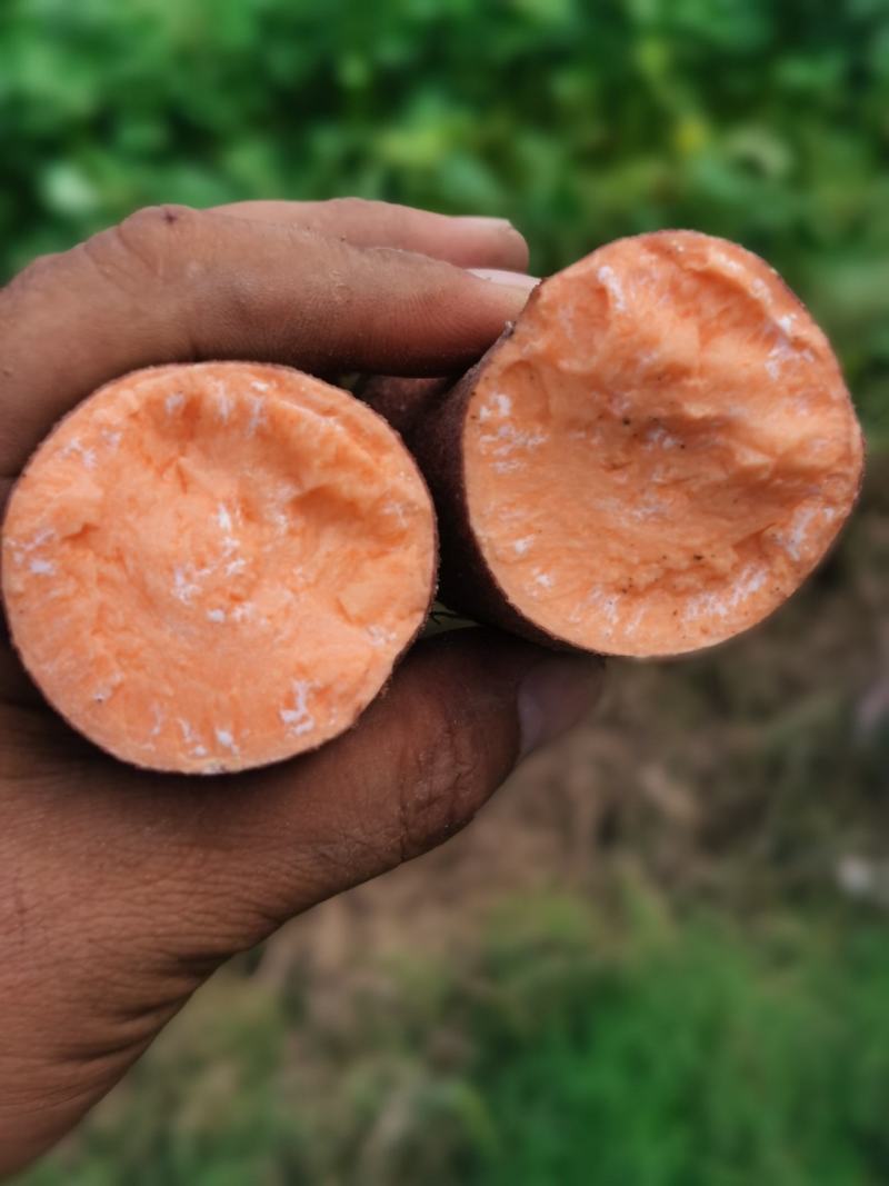 福建漳州漳浦（英歌红薯红）（莺歌红薯）大量上市，基地直发