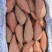 福建漳州漳浦（英歌红薯红）（莺歌红薯）大量上市，基地直发