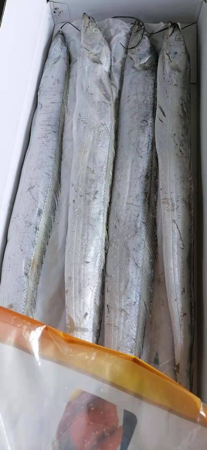 精品带鱼，皮色好，肉厚，舟山带鱼，质量保证！