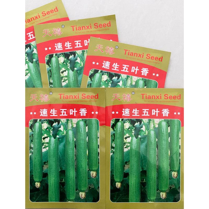 丰邦一号短油皮丝瓜种子25厘米油丝瓜种白籽原装发货