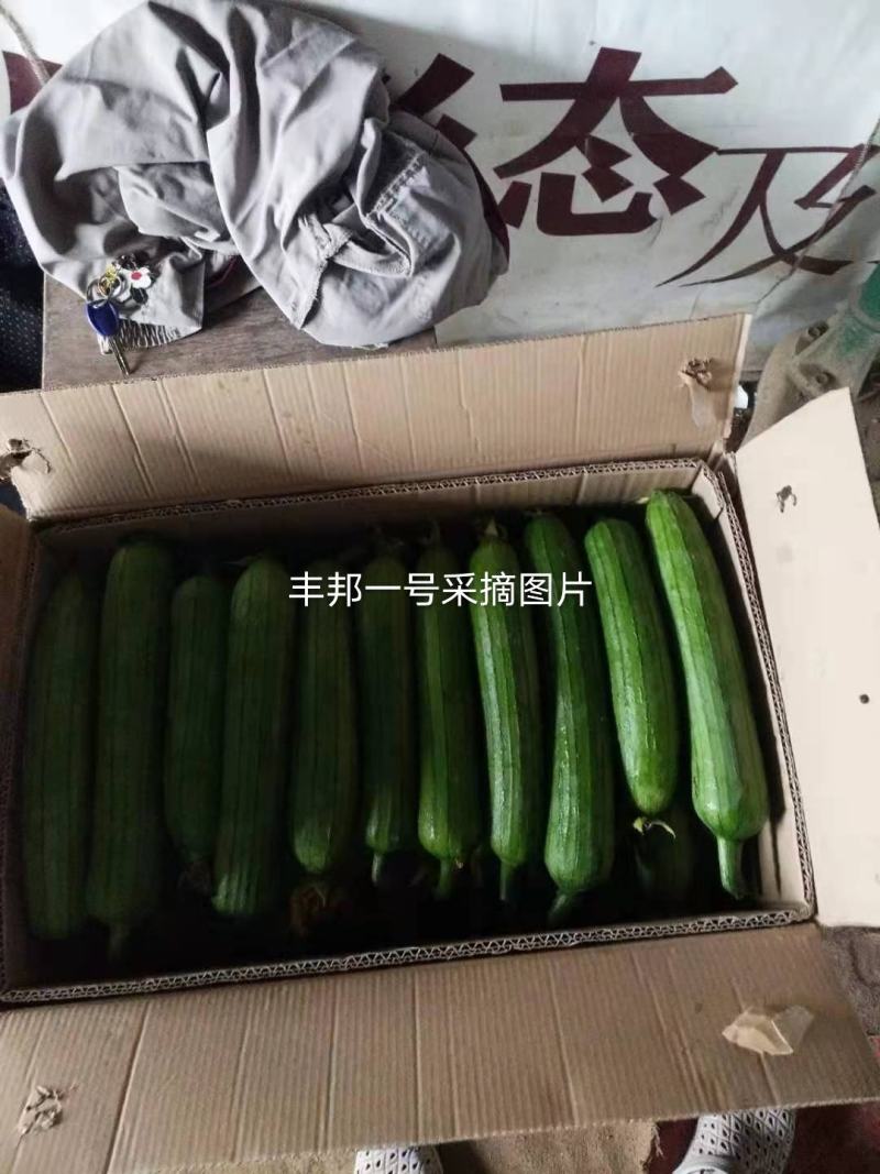 丰邦一号短油皮丝瓜种子25厘米油丝瓜种白籽原装发货