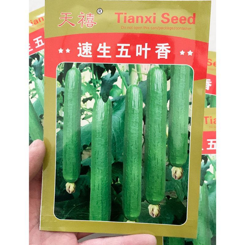 丰邦一号短油皮丝瓜种子25厘米油丝瓜种白籽原装发货