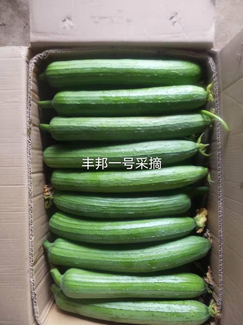 丰邦一号短油皮丝瓜种子25厘米油丝瓜种白籽原装发货