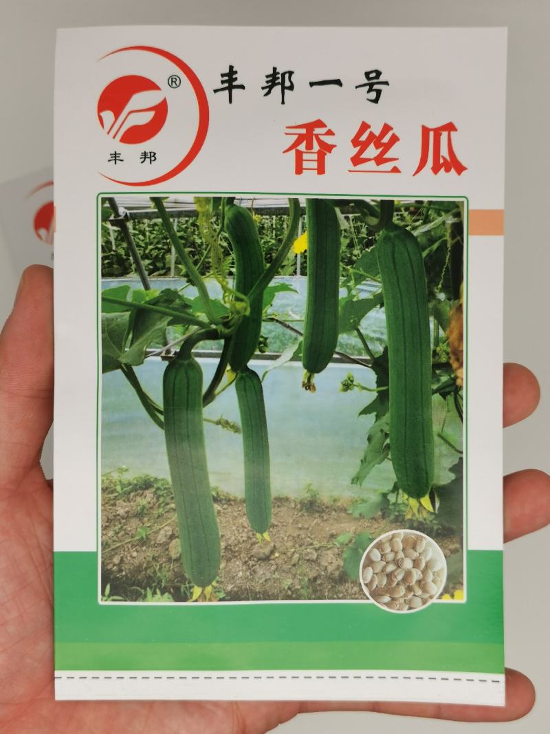 丰邦一号短油皮丝瓜种子25厘米油丝瓜种白籽原装发货