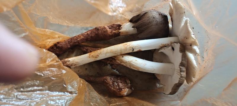 鸡枞