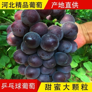 乒乓球葡萄腾仁葡萄，专业代办，葡萄基地，乒乓球大颗粒