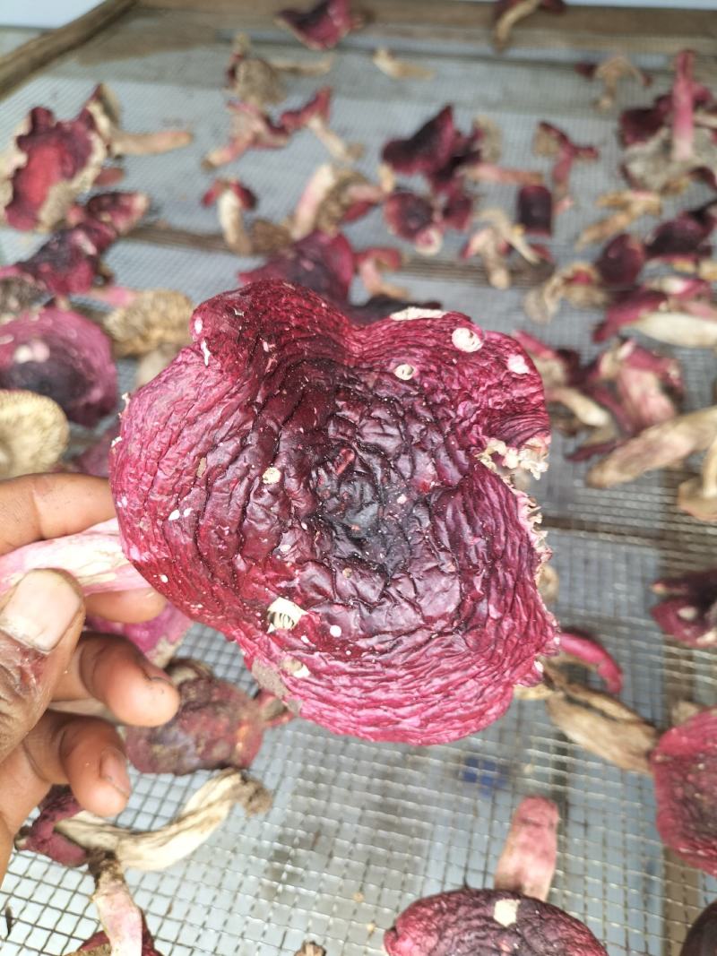 云南野生红菌