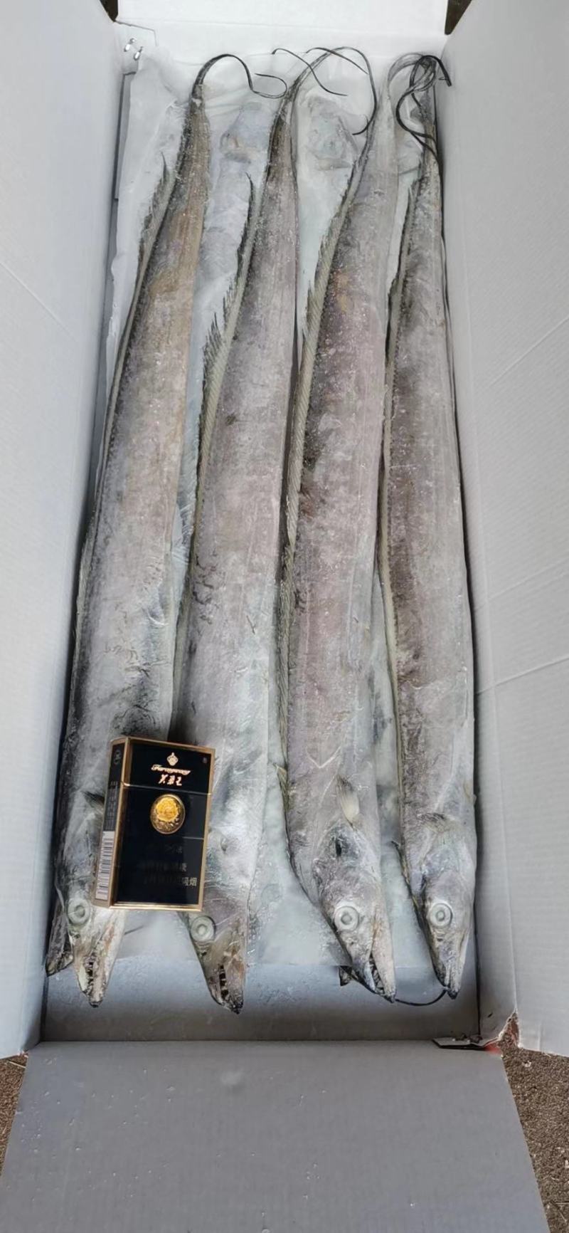精品带鱼，皮色好，肉厚，舟山带鱼，质量保证！
