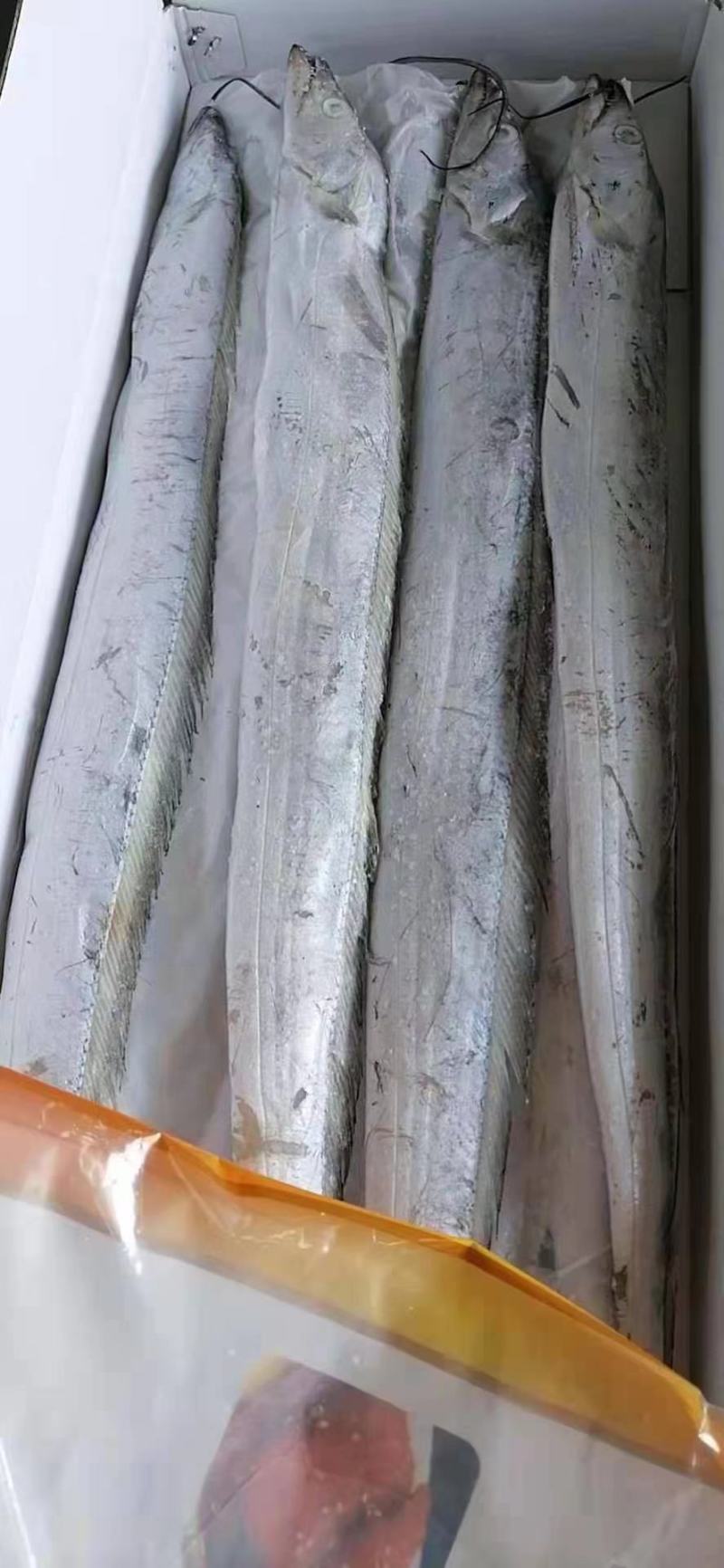 精品带鱼，皮色好，肉厚，舟山带鱼，质量保证！