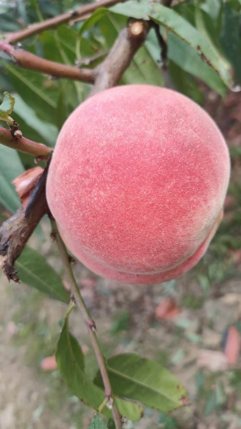 山东露天毛桃大量上市，突围毛桃，早生，春雪，口感脆甜