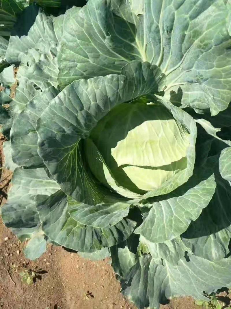 甘蓝包菜产地直销诚信代办欢迎咨询订购