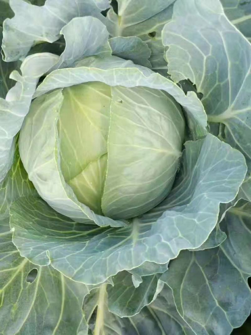 甘蓝包菜产地直销诚信代办欢迎咨询订购