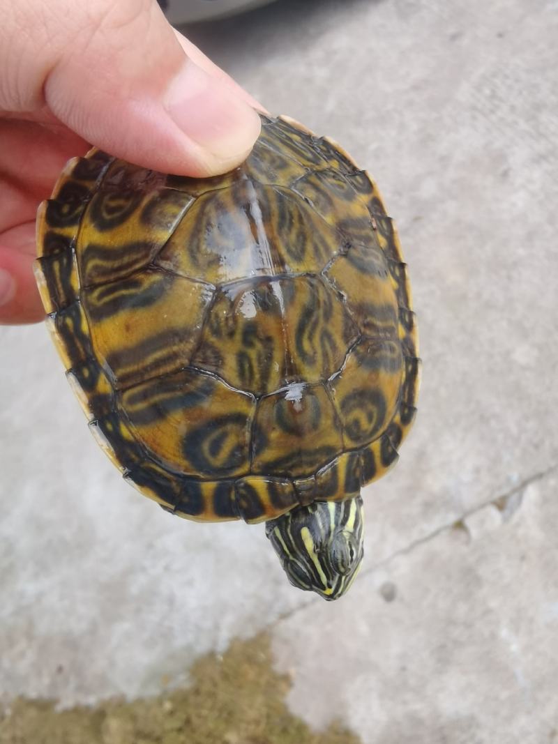 外塘火焰龟