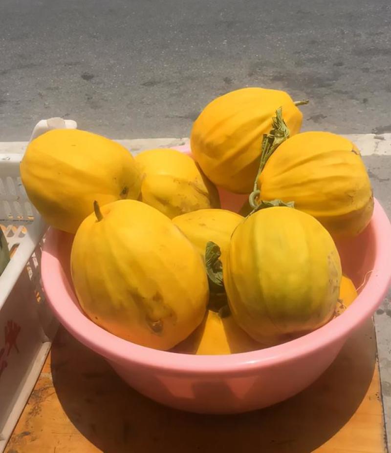 枝江头茬甜瓜丑八怪甜瓜含糖高表皮靓脆甜爽口对外销售