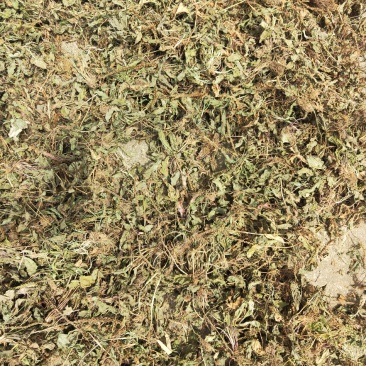 车前草野生蛤蟆衣车轮草鲜货干货自然晒干无硫熏