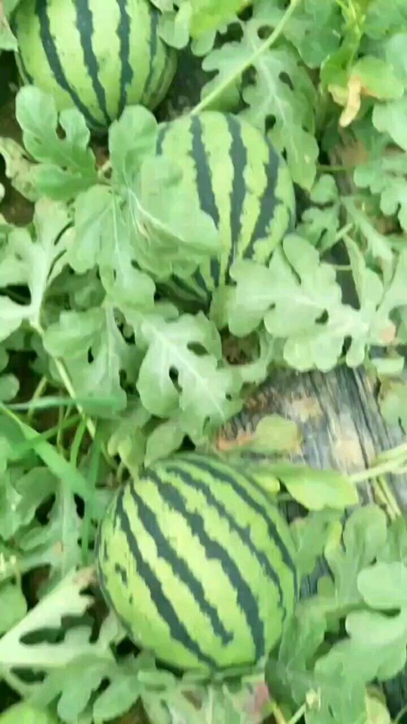 京欣西瓜8斤打底8成熟1茬