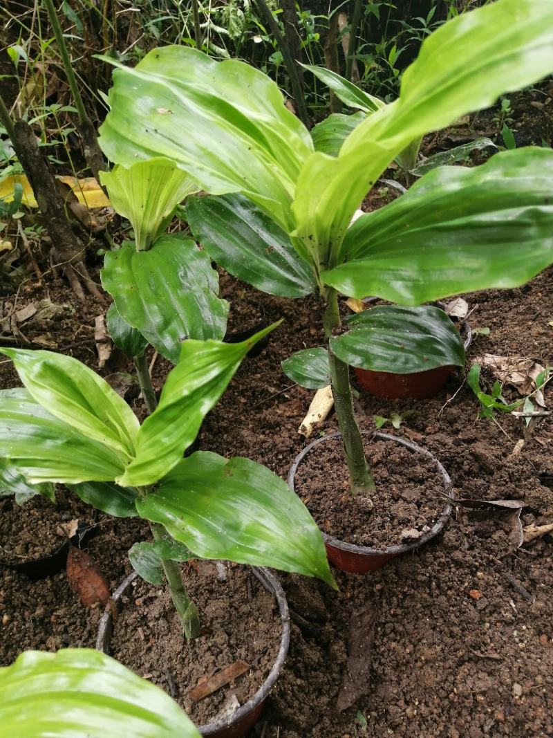 鹤顶兰，兰花一种，可阳台室外公园种植。十二月份开花