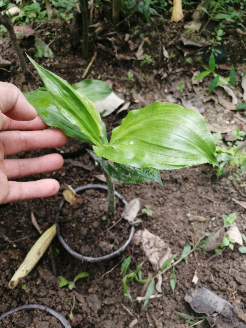 鹤顶兰，兰花一种，可阳台室外公园种植。十二月份开花