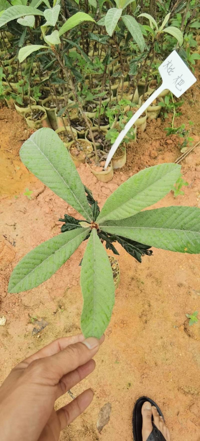 【正品】大五星枇杷苗，长虹枇杷，苗圃直销，