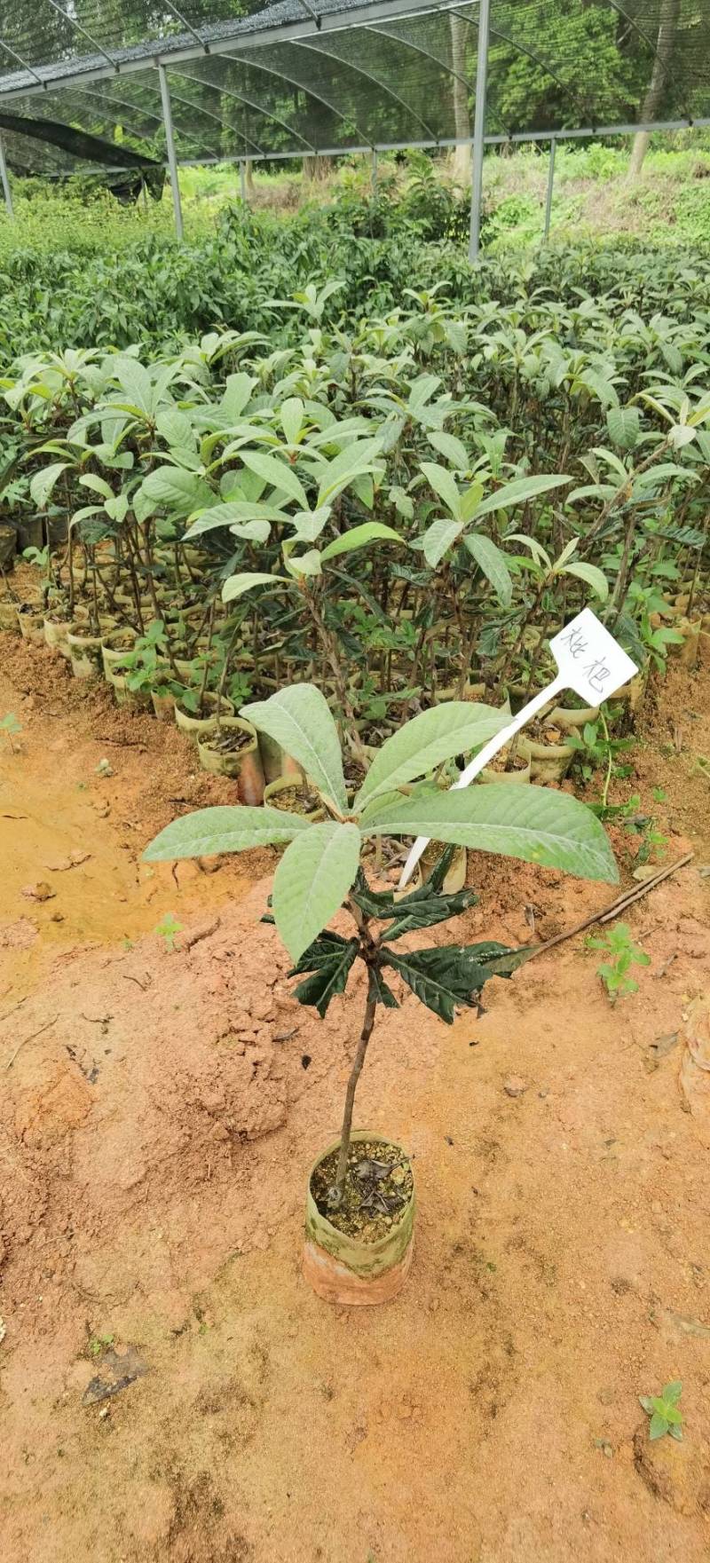 【正品】大五星枇杷苗，长虹枇杷，苗圃直销，