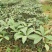【正品】大五星枇杷苗，长虹枇杷，苗圃直销，