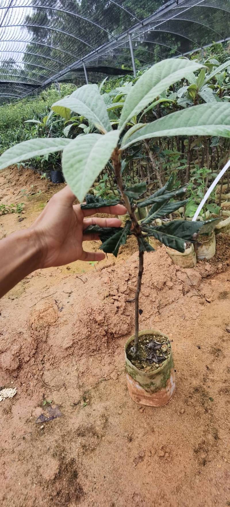 【正品】大五星枇杷苗，长虹枇杷，苗圃直销，