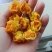 防普金花茶烘干花。防城港产地自销。150元一斤，2斤起走