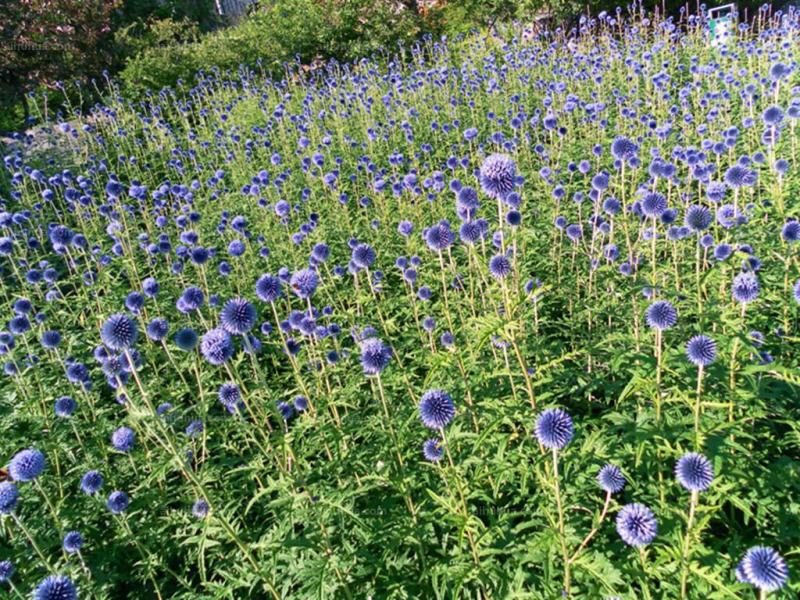 蓝刺头种子蓝星球种籽多年生花卉可干切花庭院室外盆栽