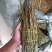 红杆中粗条15-50规格