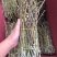 红杆中粗条15-50规格