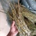 红杆中粗条15-50规格
