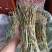 红杆中粗条15-50规格