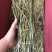 红杆中粗条15-50规格