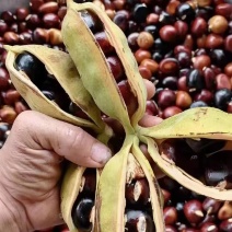 九层皮又名六旺子，凤眼果，货量充足，欢迎订购！！！