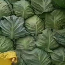 包包菜大量精品上市