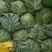 包包菜大量精品上市