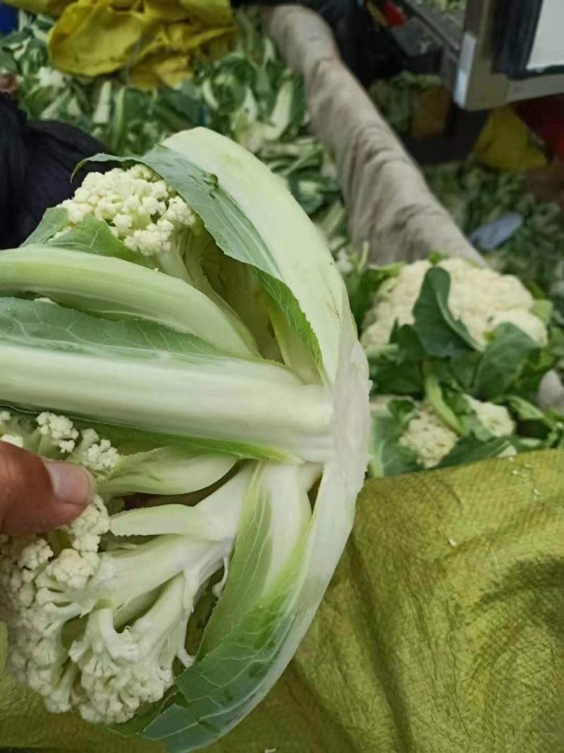 松花大量精品上市