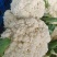 松花大量精品上市