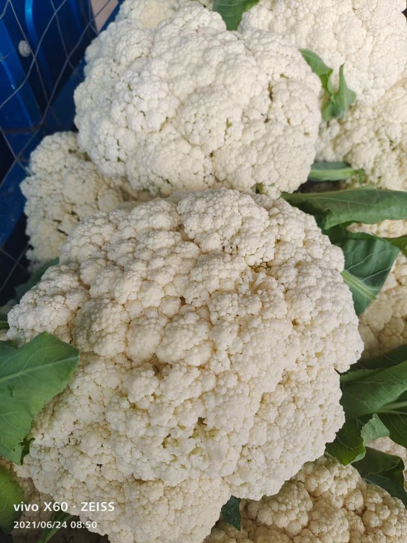 松花大量精品上市