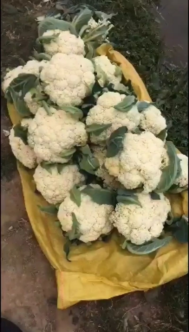 松花大量精品上市