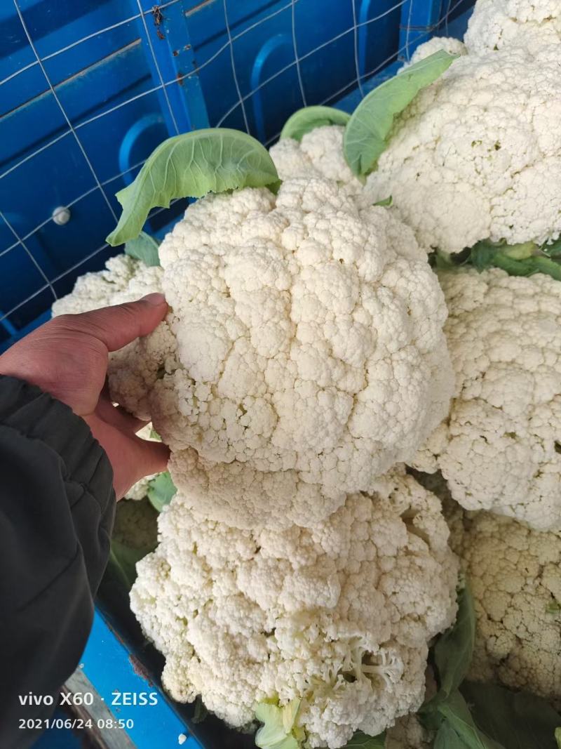 松花大量精品上市